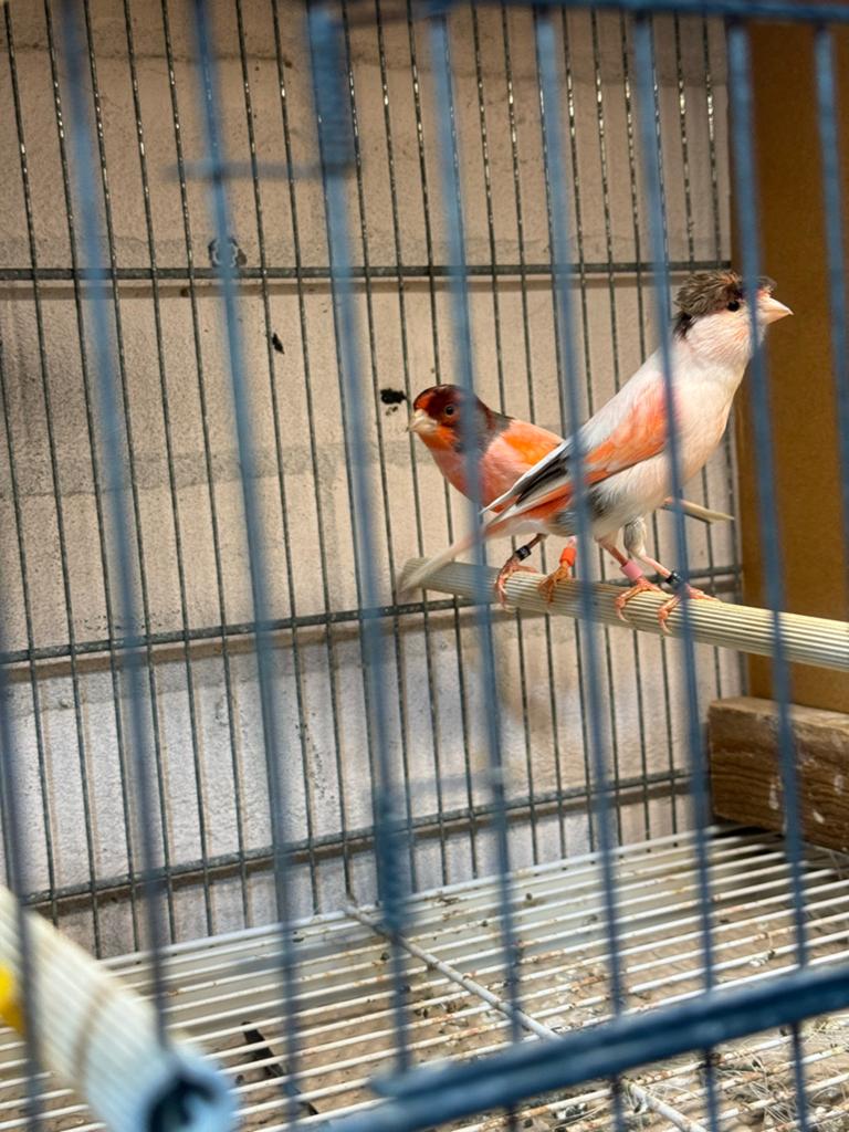 Harlekijn kanaries gezocht, Dieren en Toebehoren, Vogels | Kanaries, Meerdere dieren, Kleurkanarie