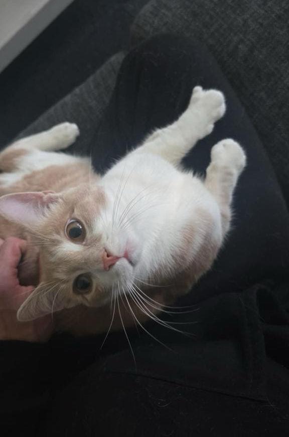 kat zoekt nieuwe baasje!, Kater