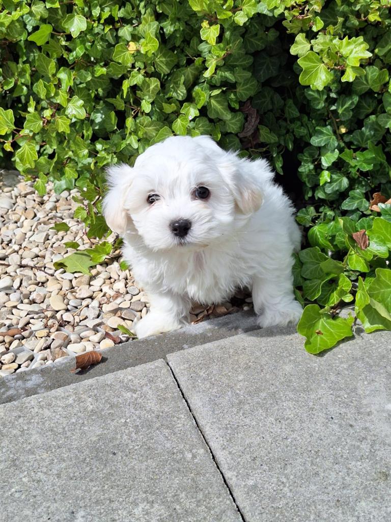 Pup Maltezer Leeuwtje reu en teef, Dieren en Toebehoren, Honden | Niet-rashonden, 8 tot 15 weken, Meerdere, Meerdere dieren, Klein