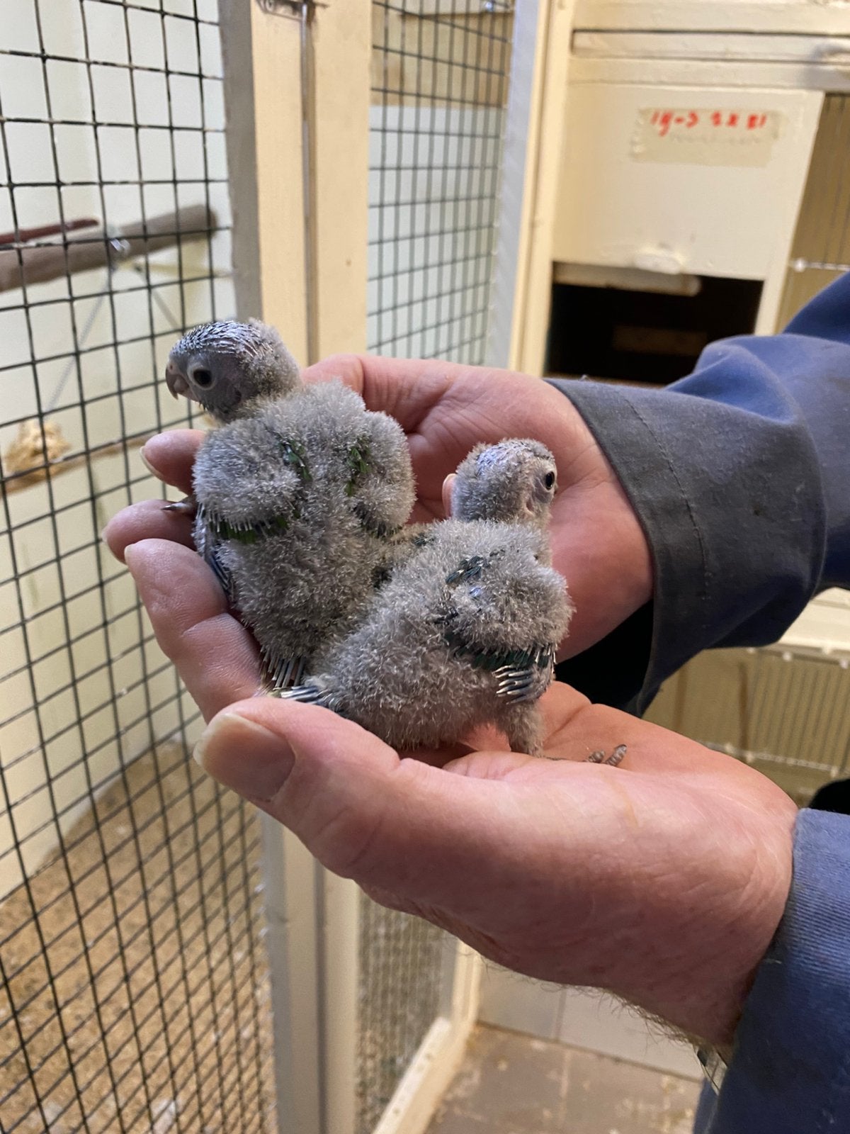jonge pyrrhura hand tam geslacht onbekend, Dieren en Toebehoren, Geslacht onbekend, Parkiet, Geringd