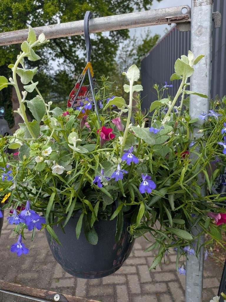 Voorjaar/zomer hangers 1-jarige, Tuin en Terras, Planten | Tuinplanten, Volle zon, Eenjarig, Lente, Ophalen