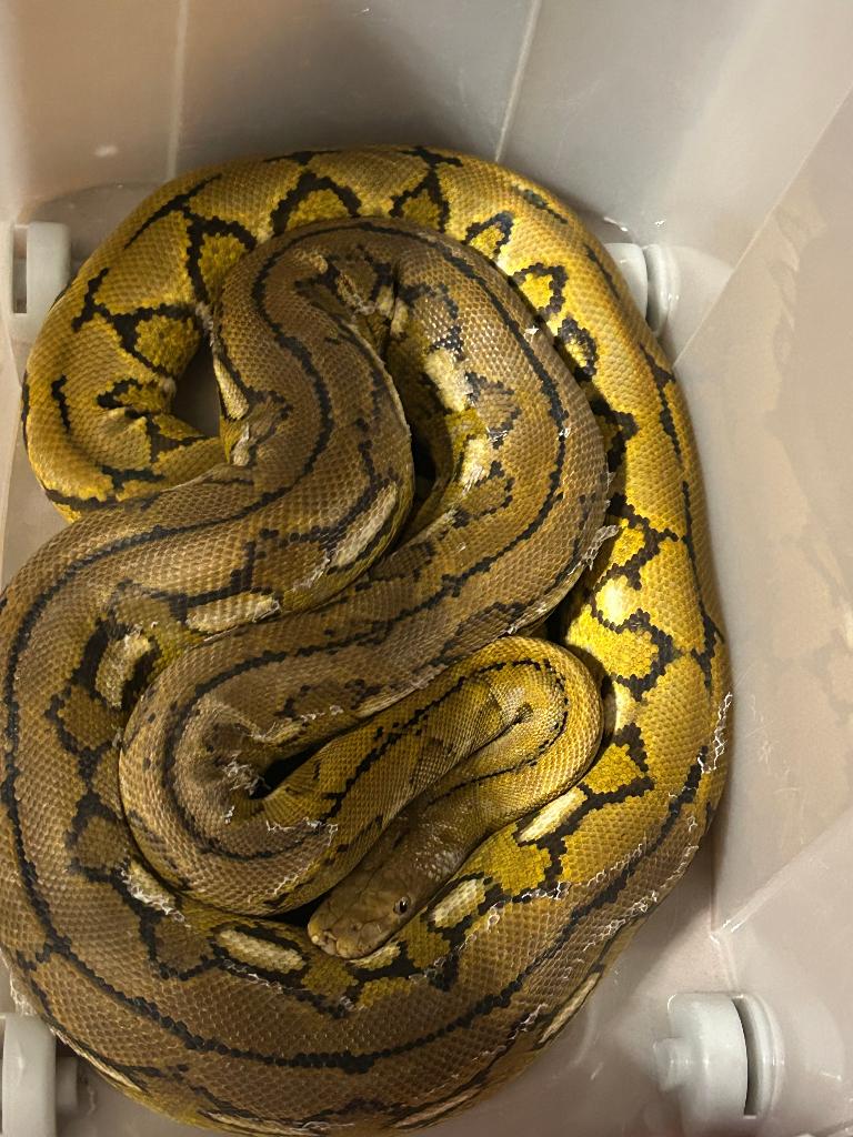 1.0 super dwarf retic python platinum '22, Slang, 3 tot 6 jaar