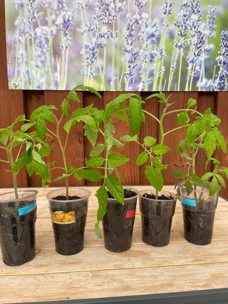 Tomate planten.  Per beker voor €3€, Tuin en Terras, Planten | Tuinplanten, Ophalen, Eenjarig, Groenteplanten, Volle zon