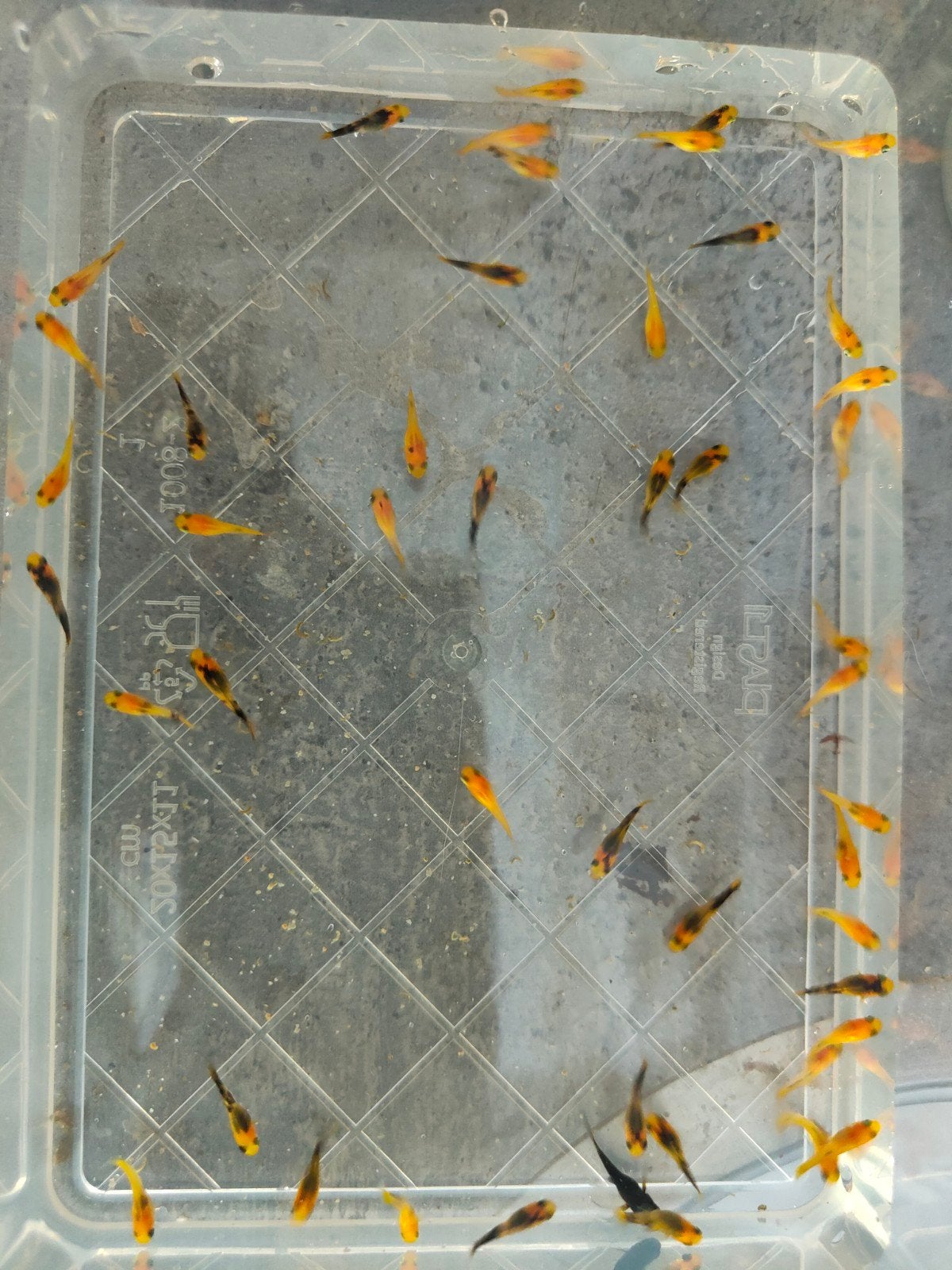 jonge mollys, Vis, Zoetwatervis