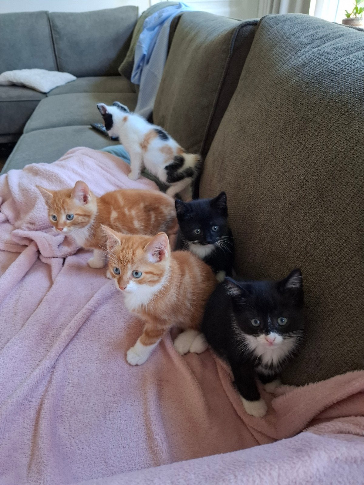 lieve kittens, kitten, katjes, Dieren en Toebehoren, Meerdere dieren, 0 tot 2 jaar