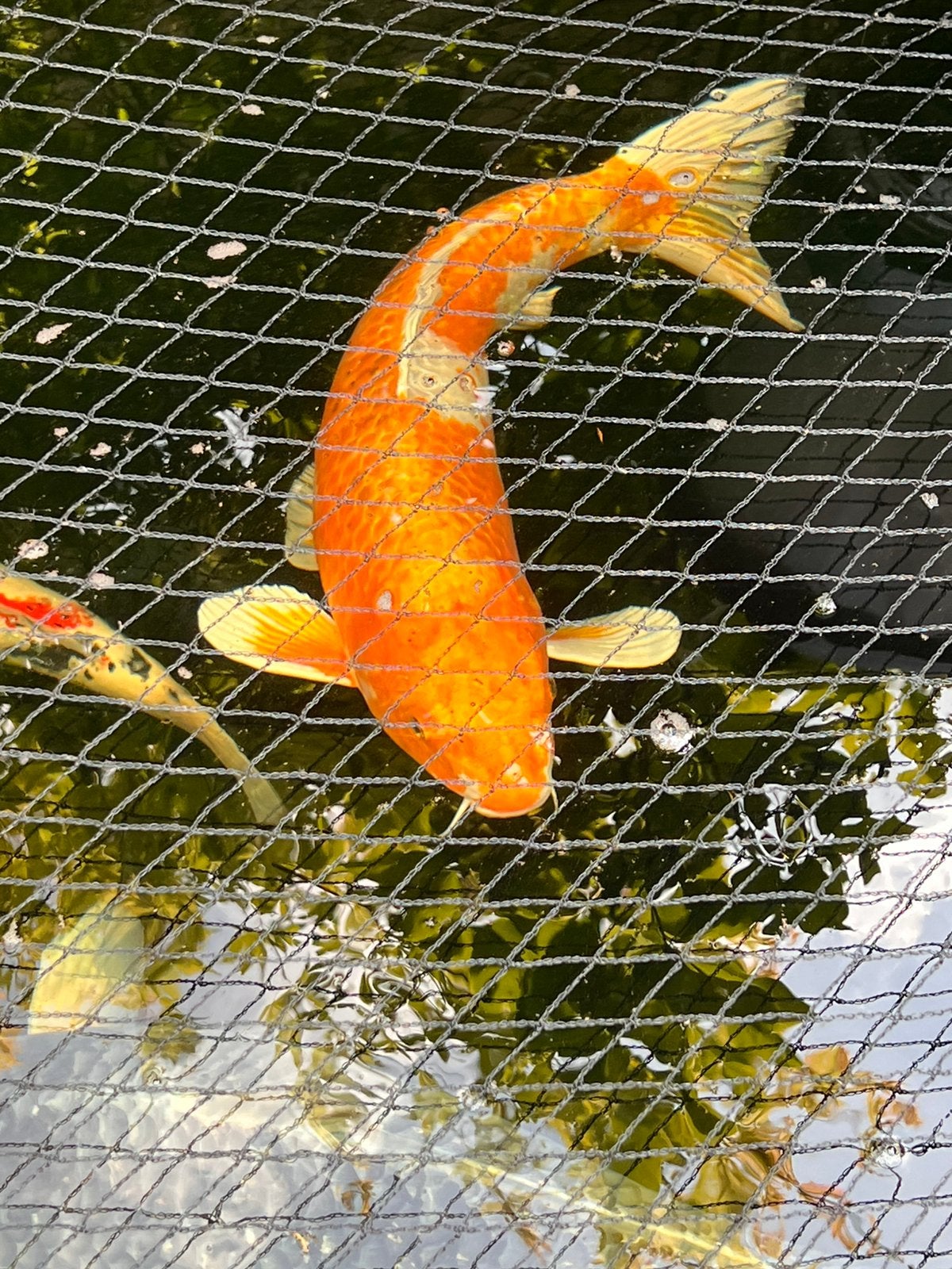 Mooie orange metallic koi, 50 cm, Karper of Koi