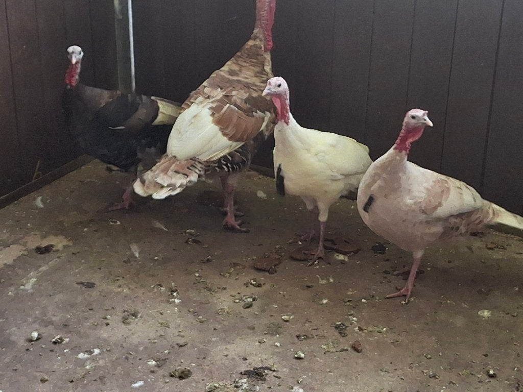 Kalkoenen, Dieren en Toebehoren, Pluimvee, Meerdere dieren, Kalkoen
