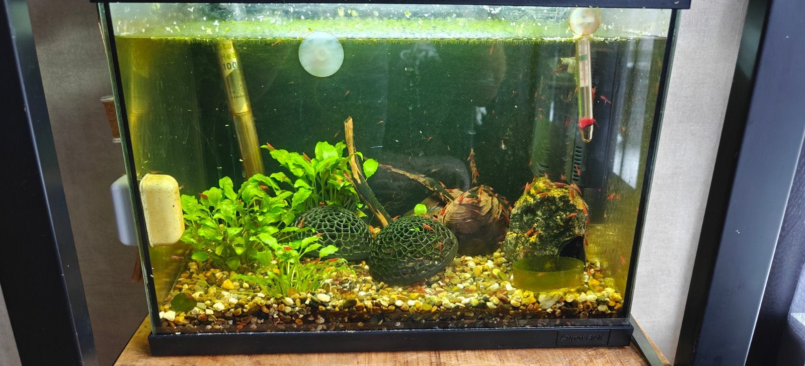 garnalen aquarium, Ophalen, Zo goed als nieuw, Gevuld zoetwateraquarium