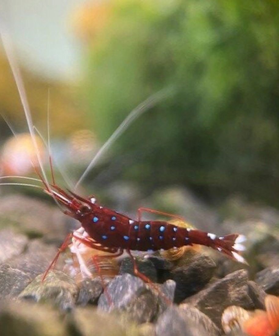 Kardinaal garnaal garnalen, Dieren en Toebehoren, Vissen | Aquariumvissen, Kreeft, Krab of Garnaal