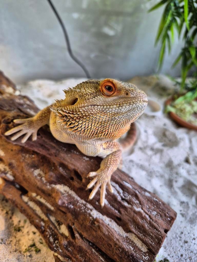 baardagaam man met terrarium Bearded Dragon - male for sale from Schutten