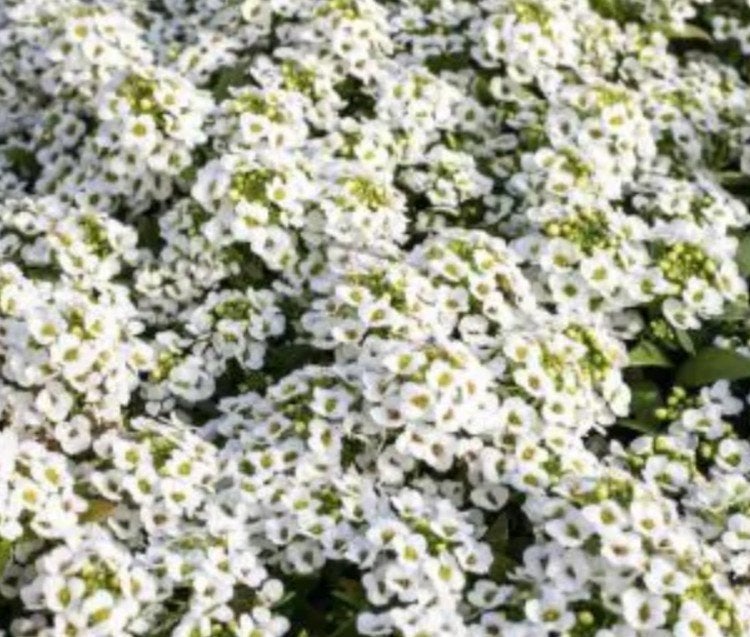 Zaden Sneeuwkleed Wit - Lobularia maritima 'Sneeuwkleed', Verzenden, Eenjarig, Overige soorten, Volle zon