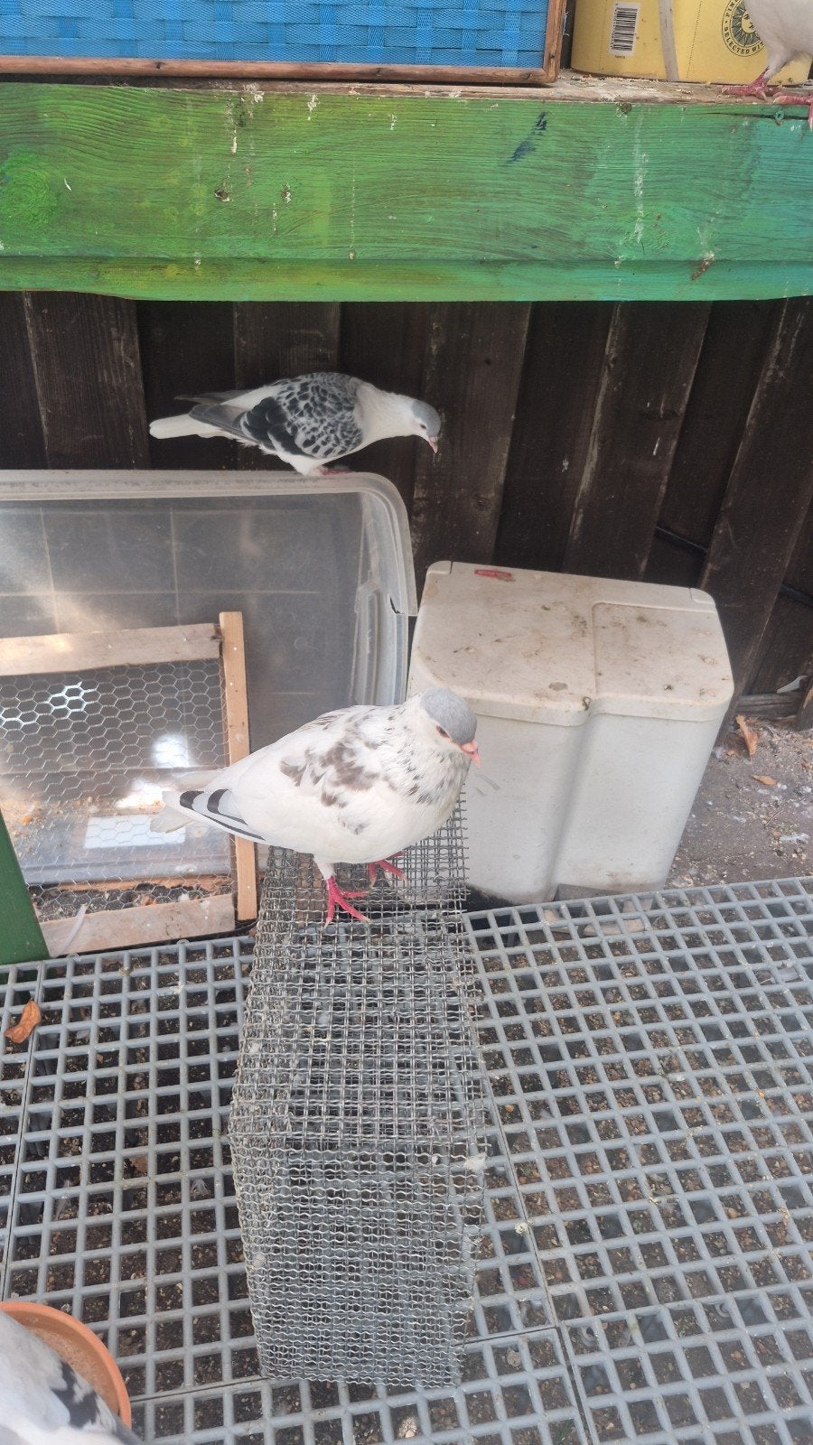 Afgaans duiven, Dieren en Toebehoren, Meerdere dieren, Postduif