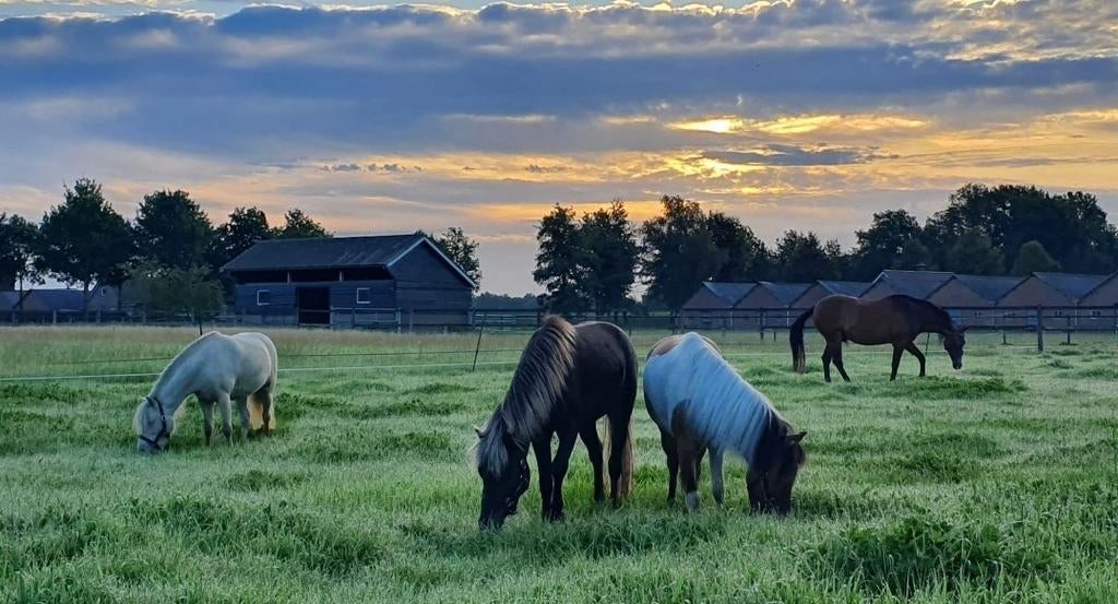Hulp gezocht op boerderij met paarden