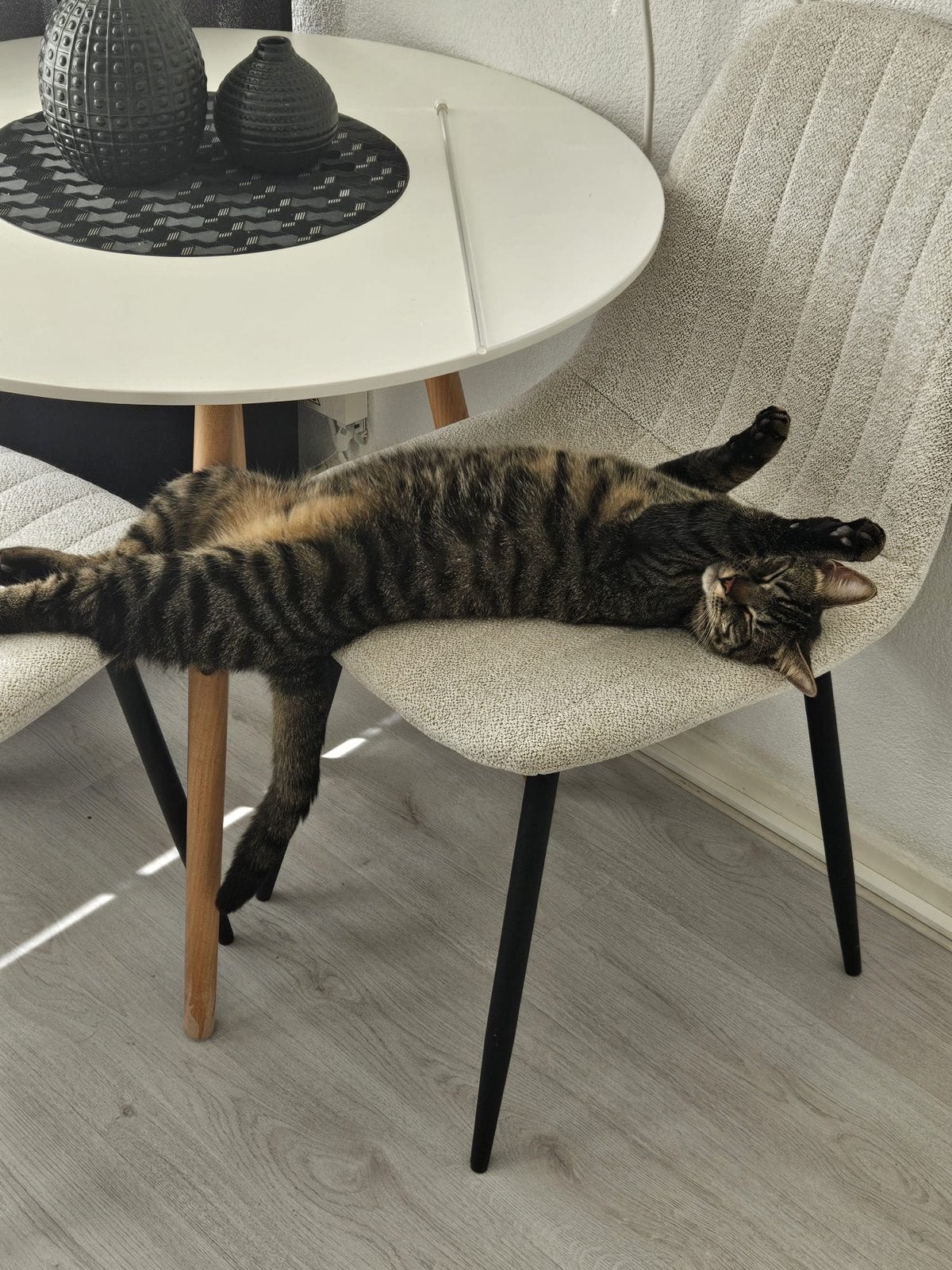 Kat , kitten, Kater, Kortharig, 0 tot 2 jaar