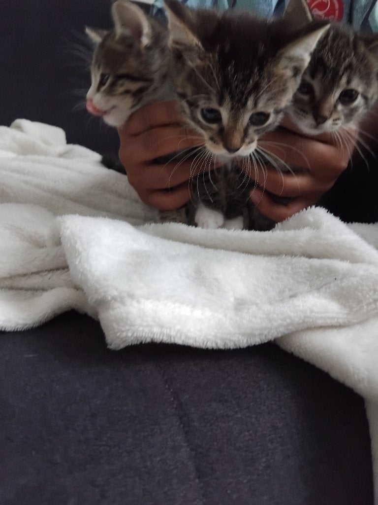 Kittens, Meerdere dieren, Kortharig, 0 tot 2 jaar