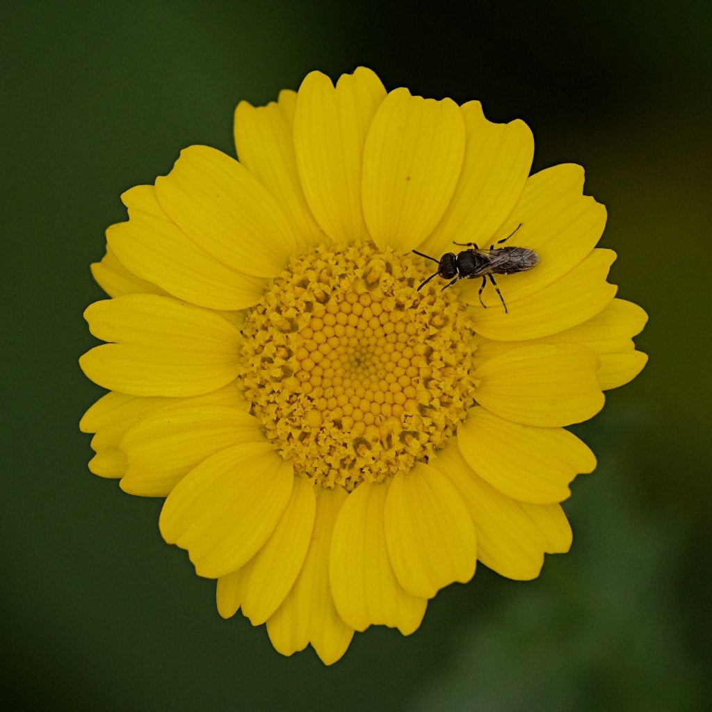Zaden gele ganzenbloem (Glebionis segetum) - inheems, bio, Ophalen of Verzenden, Voorjaar, Volle zon, Zaad