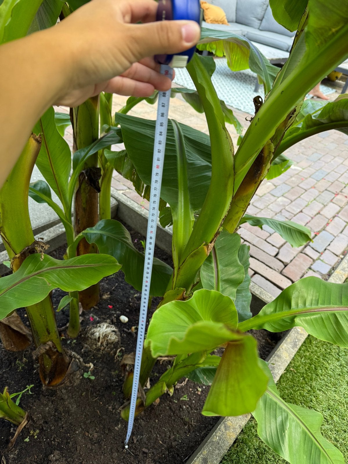 Musa basjoo bananenplant, Ophalen, Gehele jaar, Halfschaduw, Knol