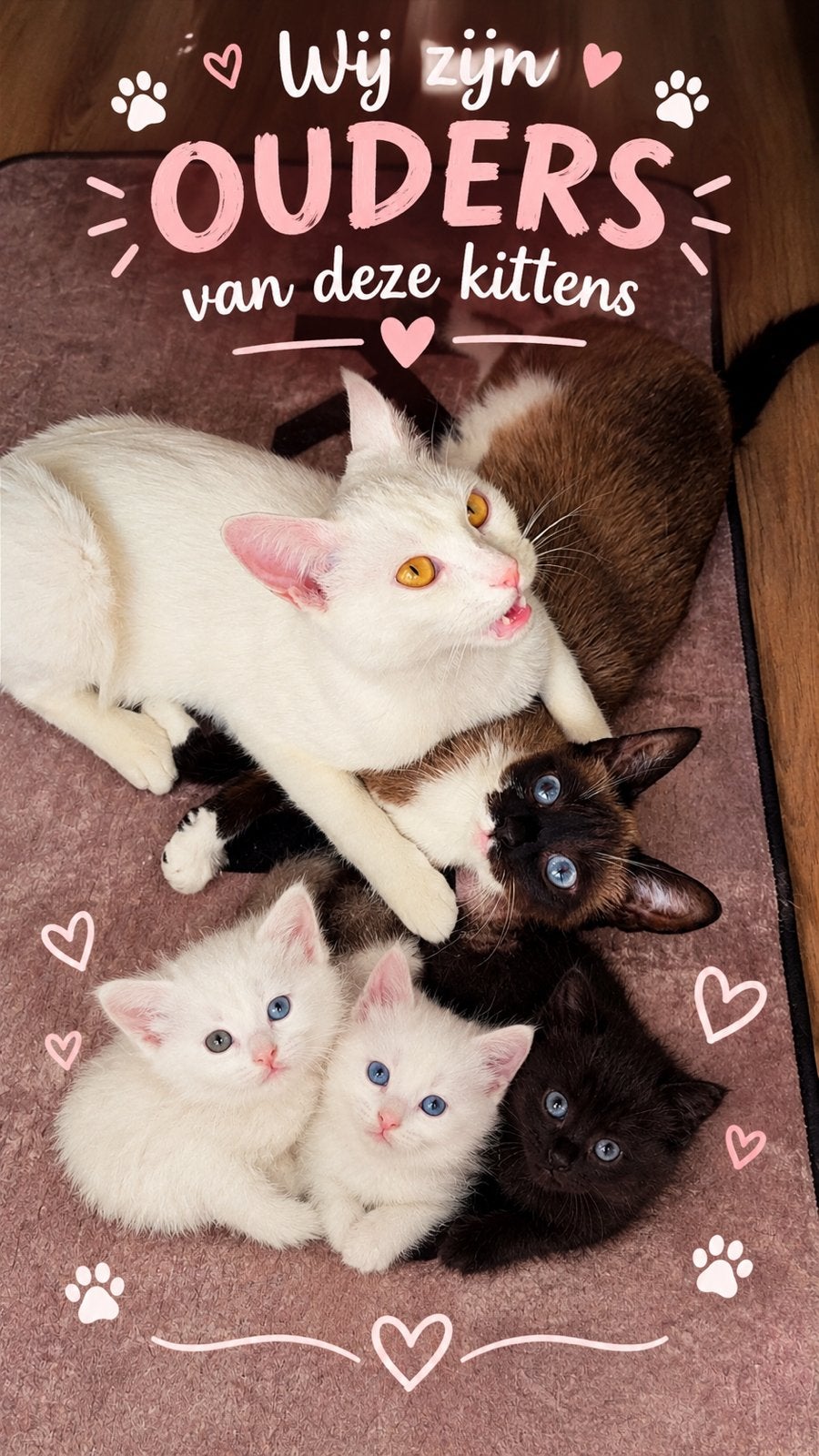 Kittens (siamees-europeeskorthaar ), Dieren en Toebehoren, Meerdere dieren