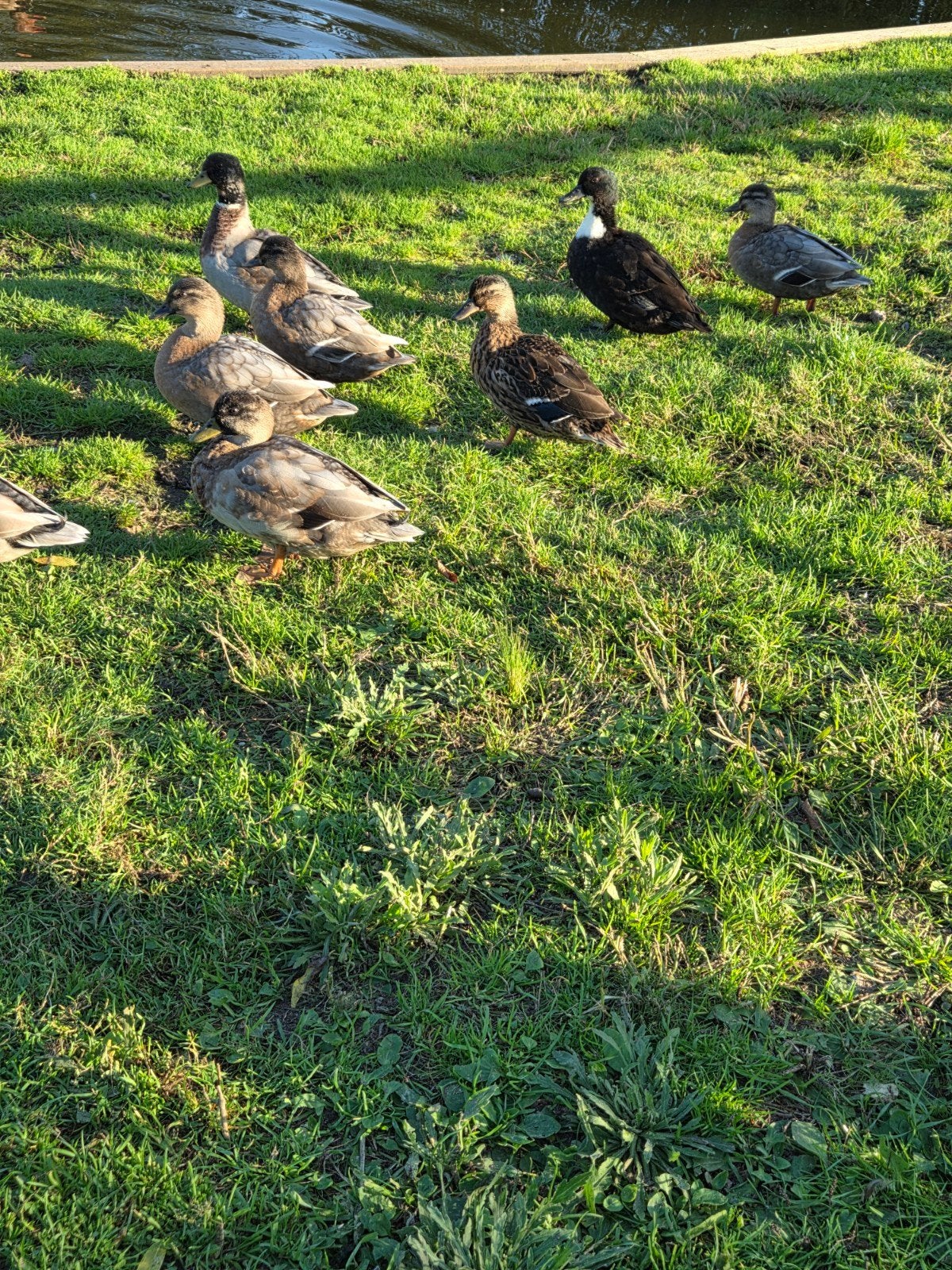 mooie leuke siereenden eenden kwekkertjes te koop, Dieren en Toebehoren, Ophalen of Verzenden