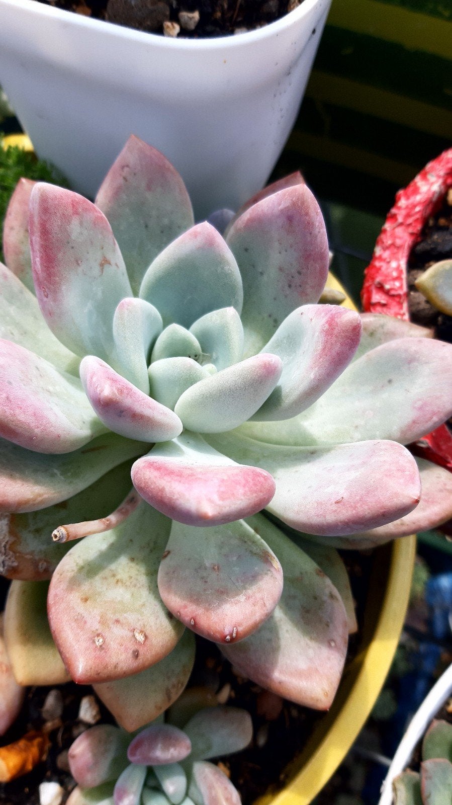 Graptoveria Opalina(vetplant,succulent), Ophalen of Verzenden, Halfschaduw, Minder dan 100 cm