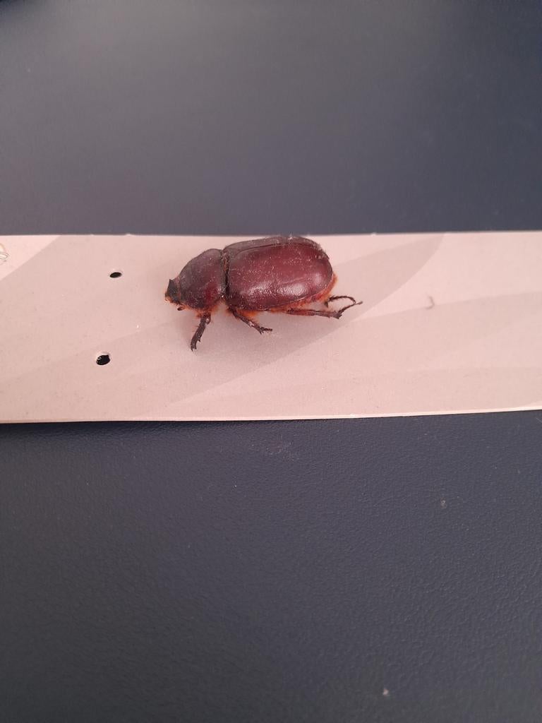 Kever, Dieren en Toebehoren, Insecten en Spinnen, Overige soorten
