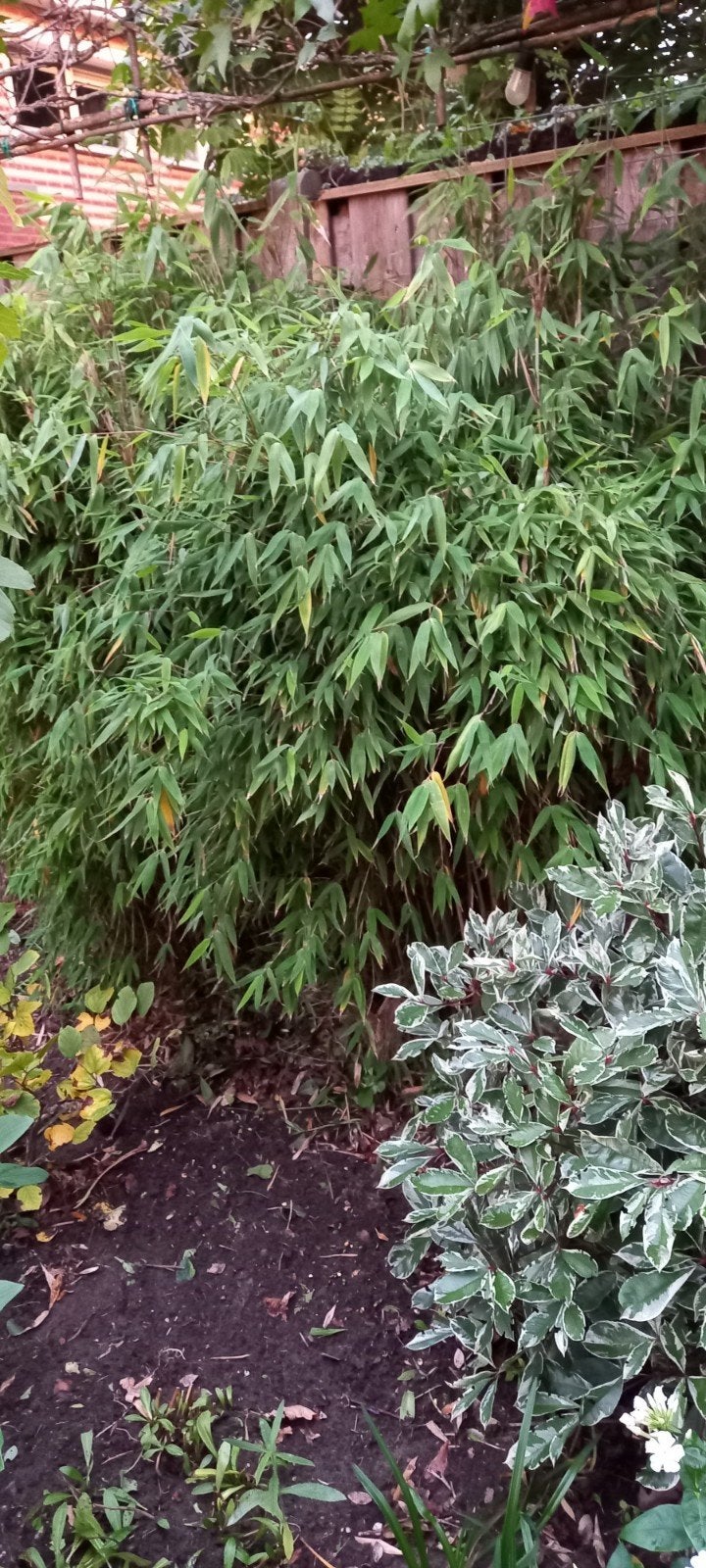 niet woekerende Fargesia bamboe 1 80cm hoog.+ Phyllostach3m, Tuin en Terras, Ophalen, Bamboe, 250 cm of meer