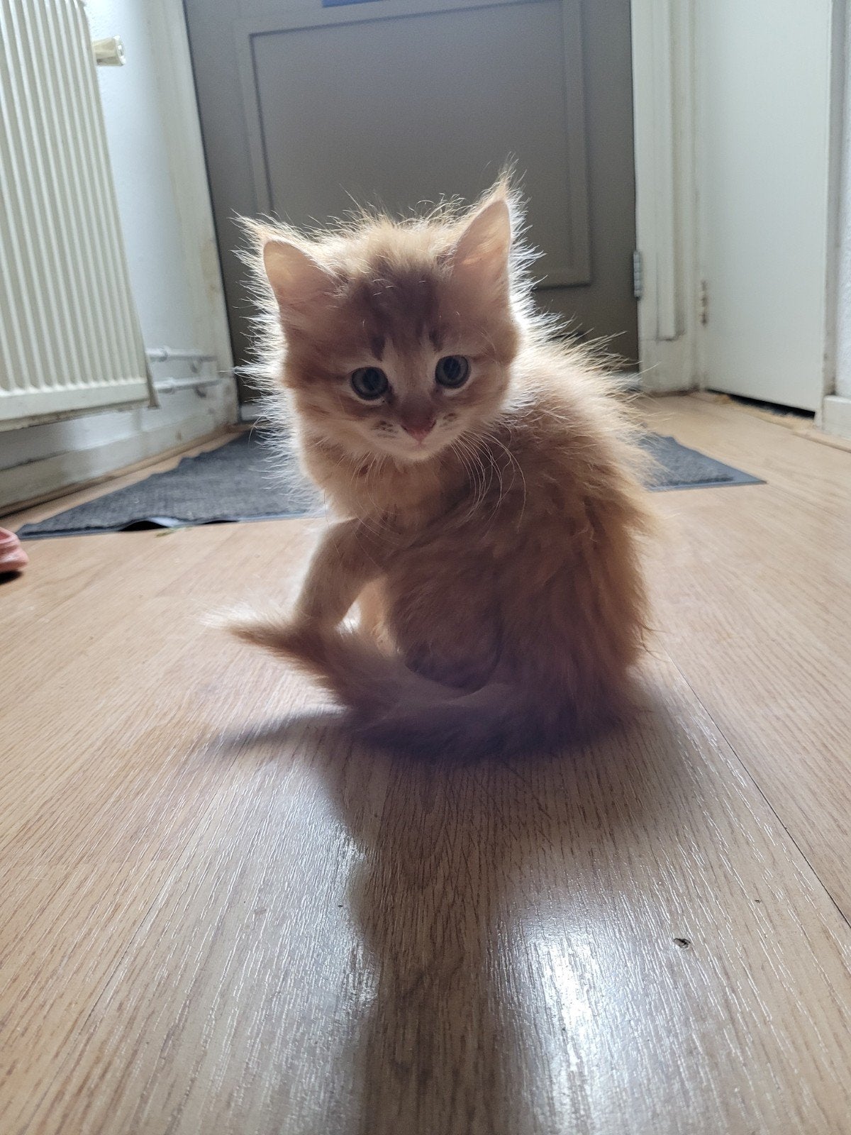Maine Coon kittens. 8 weken oud hij is La, Kater, 0 tot 2 jaar