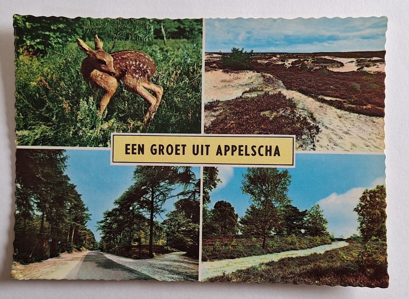 Grote ansichtkaart Een Groet uit Appelscha, Ophalen of Verzenden