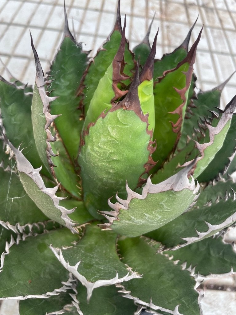 Cactus Agave Horrida 24 cm pot, Ophalen of Verzenden, Minder dan 100 cm, In pot, Cactus