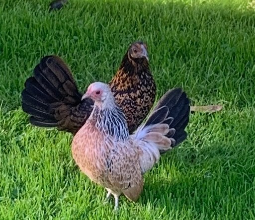 Moeder met 2 hennen te koop, Dieren en Toebehoren, Vrouwelijk, Kip