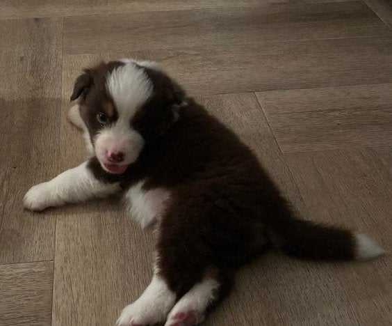 Australian Shepherd / Assie pups te koop, 8 tot 15 weken, Collie, Meerdere, Meerdere dieren