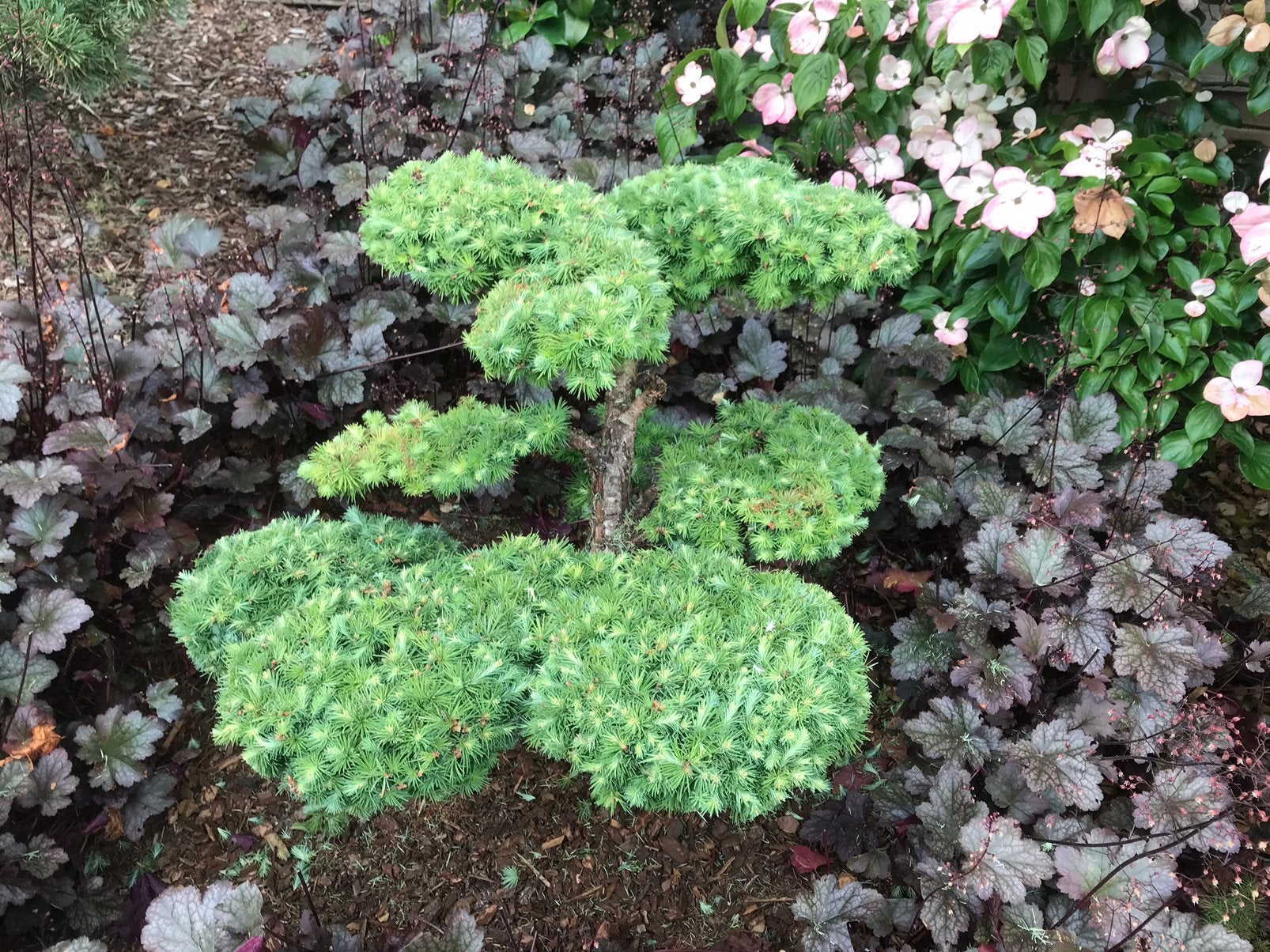 Te koop Larix kaempferi vormsnoei Niwaki, Ophalen, Overige soorten, Volle zon