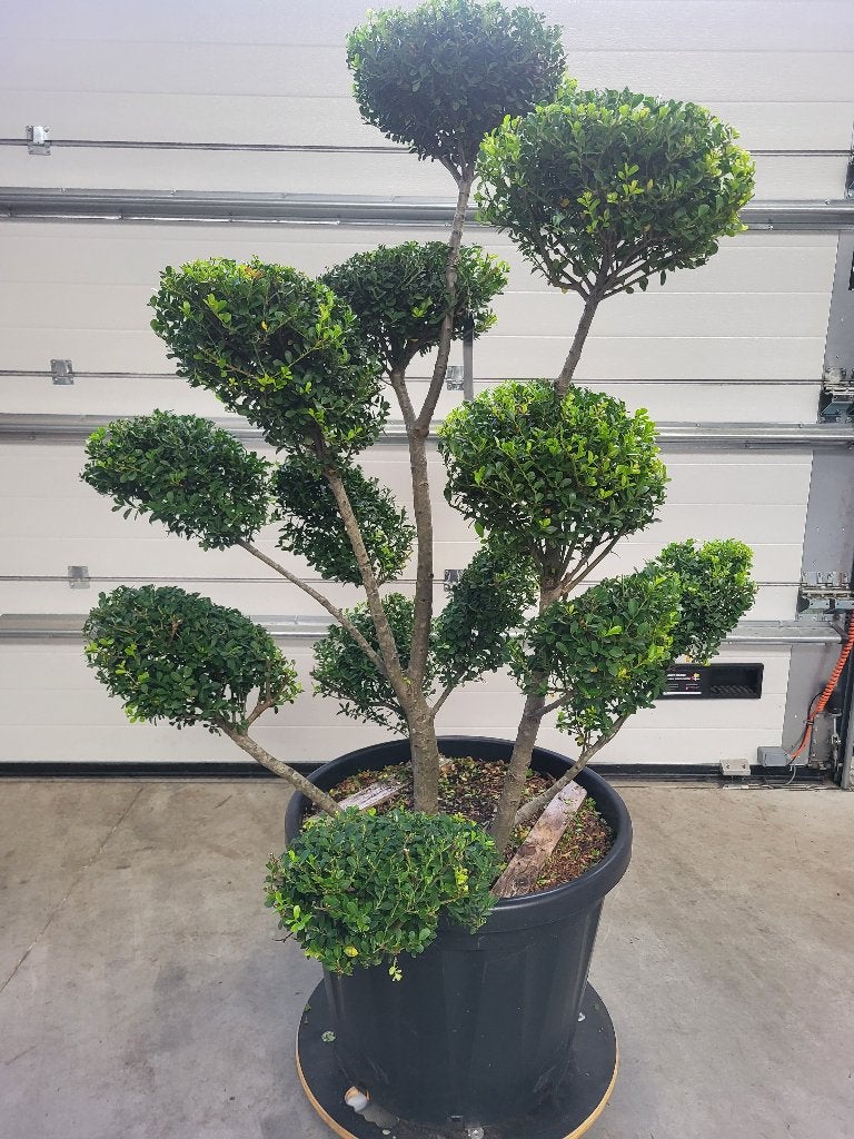 Ilex crenata Green Hedge bonsai, Overige soorten, Lente, Minder dan 100 cm, Ophalen