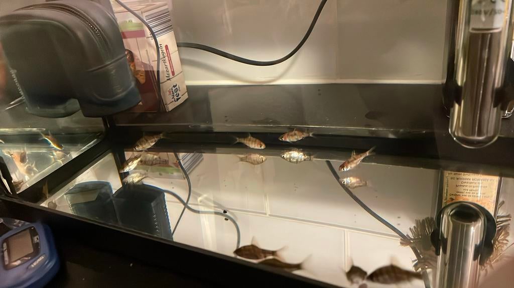 School of five banded barbs (Desmopuntius pentazona), Vis, Zoetwatervis, Schoolvis