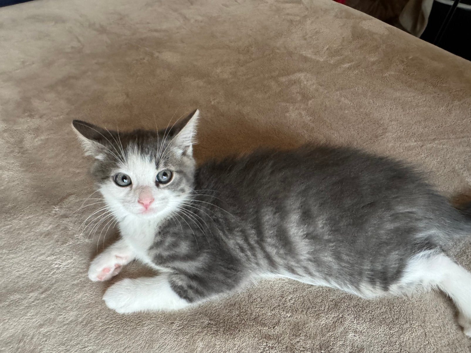 Cat, Meerdere dieren, Kortharig, 0 tot 2 jaar