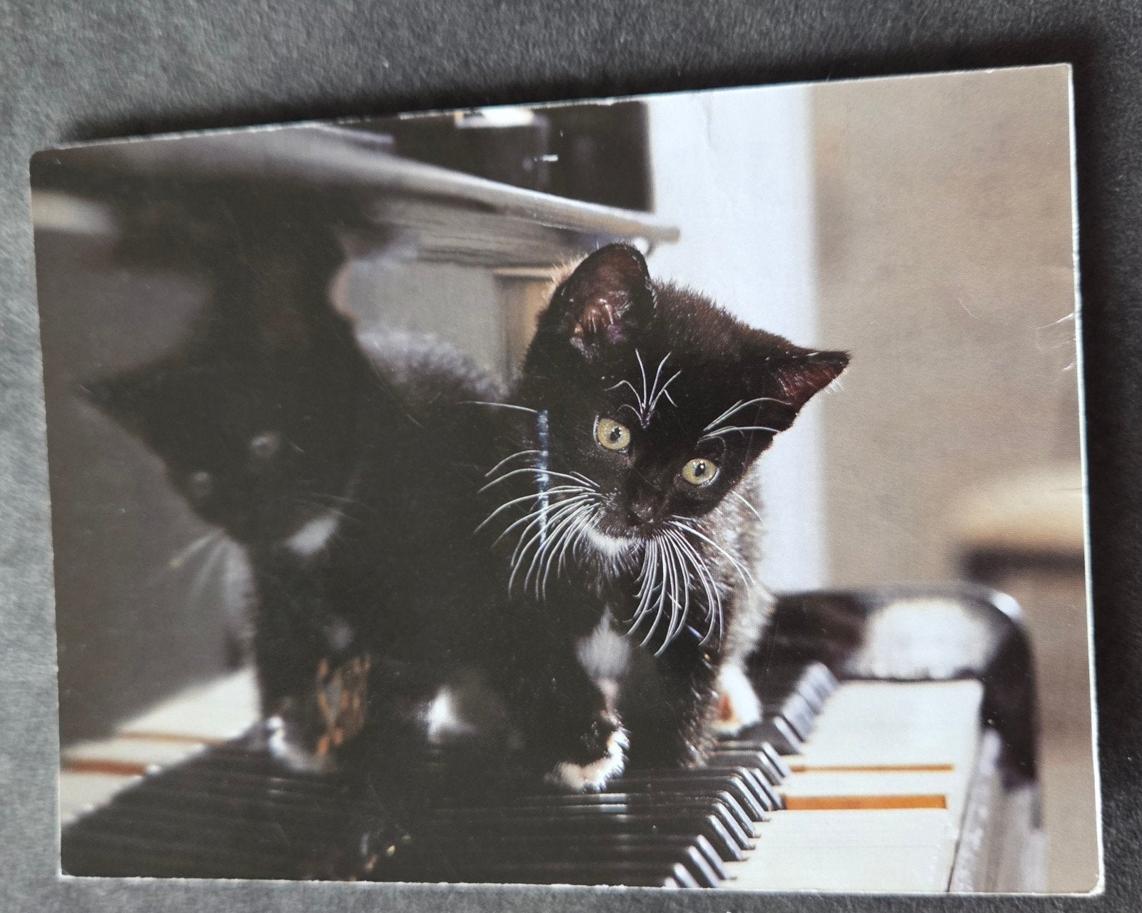 Zwart wit katje op piano, Verzenden, Gelopen, Hond of Kat