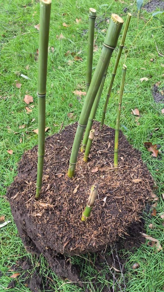 Stukken van groene bamboe Fargesia groenblijvend, Tuin en Terras, Planten | Bomen, Ophalen, Bloeit niet, Halfschaduw, Overige soorten