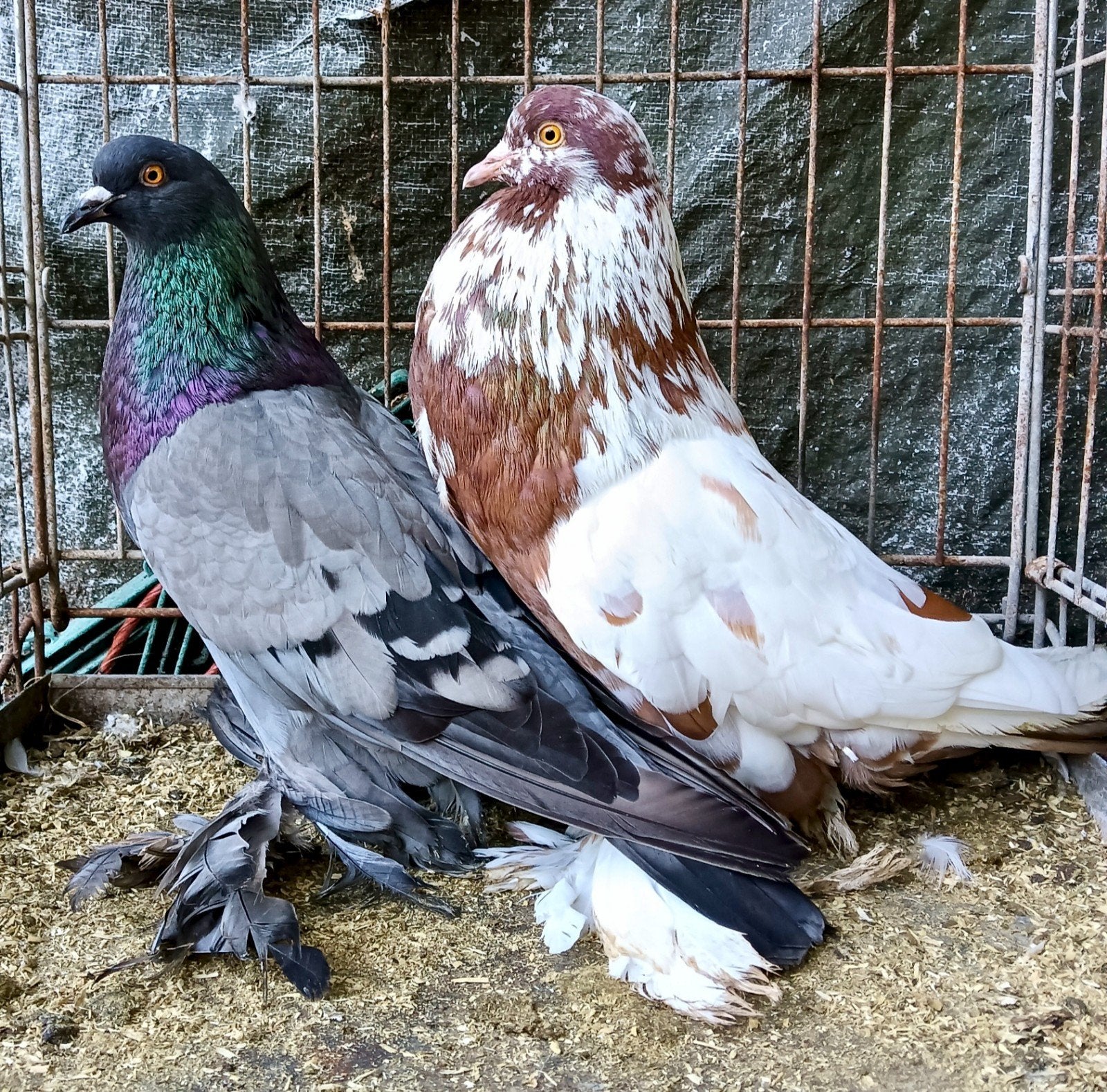 Hollandse kroppers ( broedkoppel), Dieren en Toebehoren, Vogels | Duiven, Meerdere dieren, Kropper