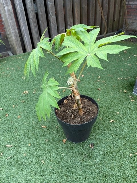 Rijstpapierplant/Rijstpapierboom/tetrapanax papyrifer, Vaste plant, Halfschaduw, Herfst, Ophalen