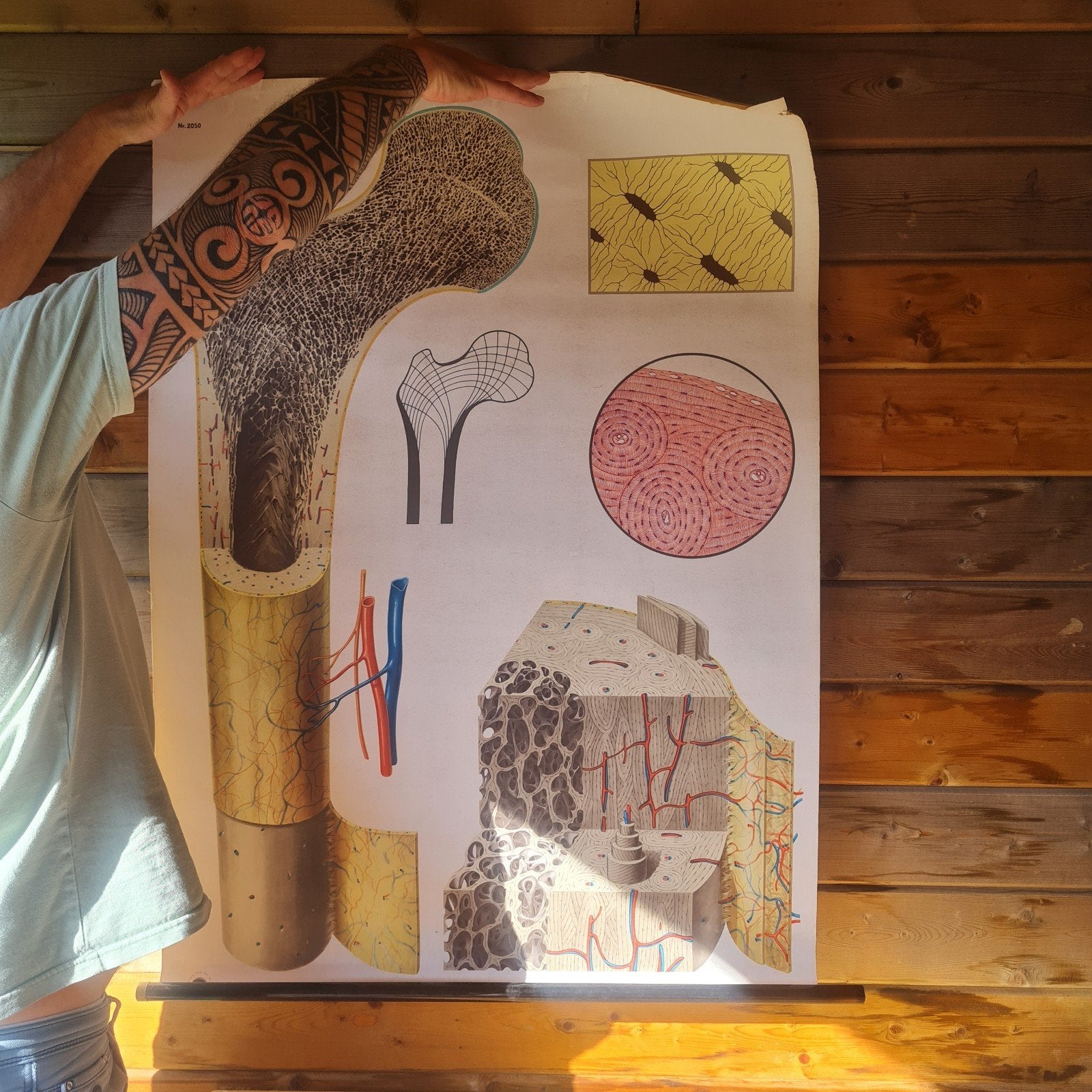 Vintage Anatomische Wandkaart: Bouw van het Bot (120x90cm), Ophalen of Verzenden