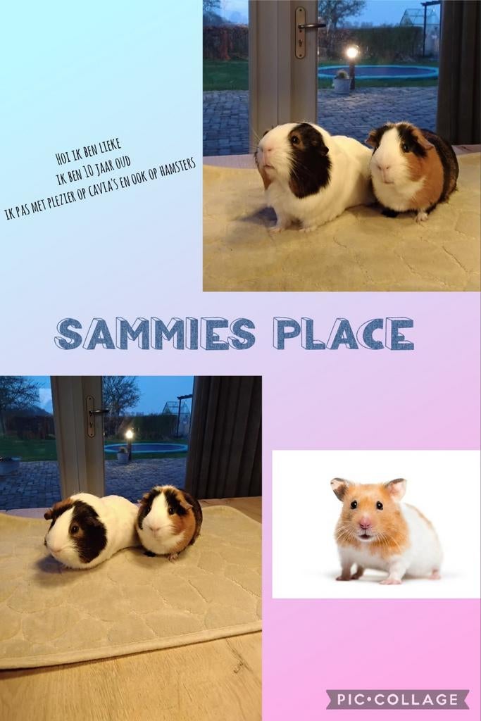 Cavia en hamster oppas, Dieren en Toebehoren, Cavia, Januari, Meerdere dieren, Tam