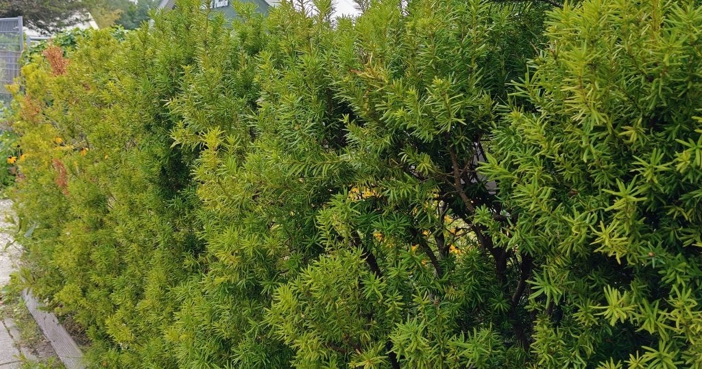 Taxushaag Venijnboom (Taxus Baccata) gratis ophalen, Ophalen, Overige typen, 5 tot 10 m², Zo goed als nieuw