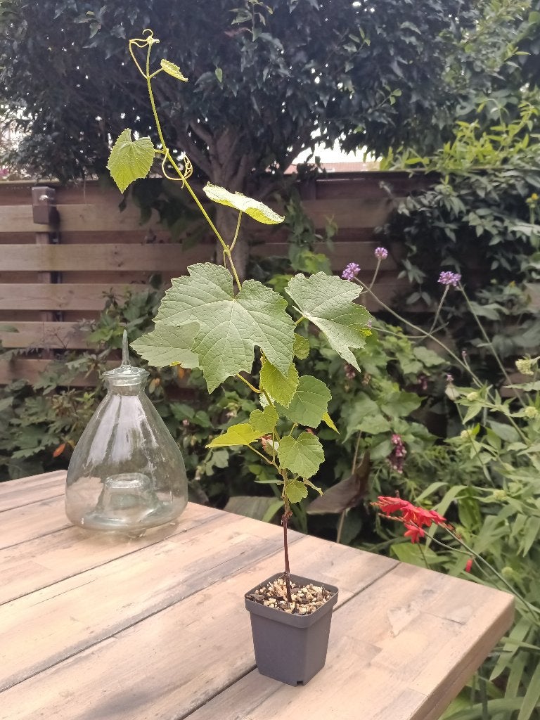 Zeldzame druif soort, te koop of ruil, Ophalen, Minder dan 100 cm, Overige soorten, Volle zon
