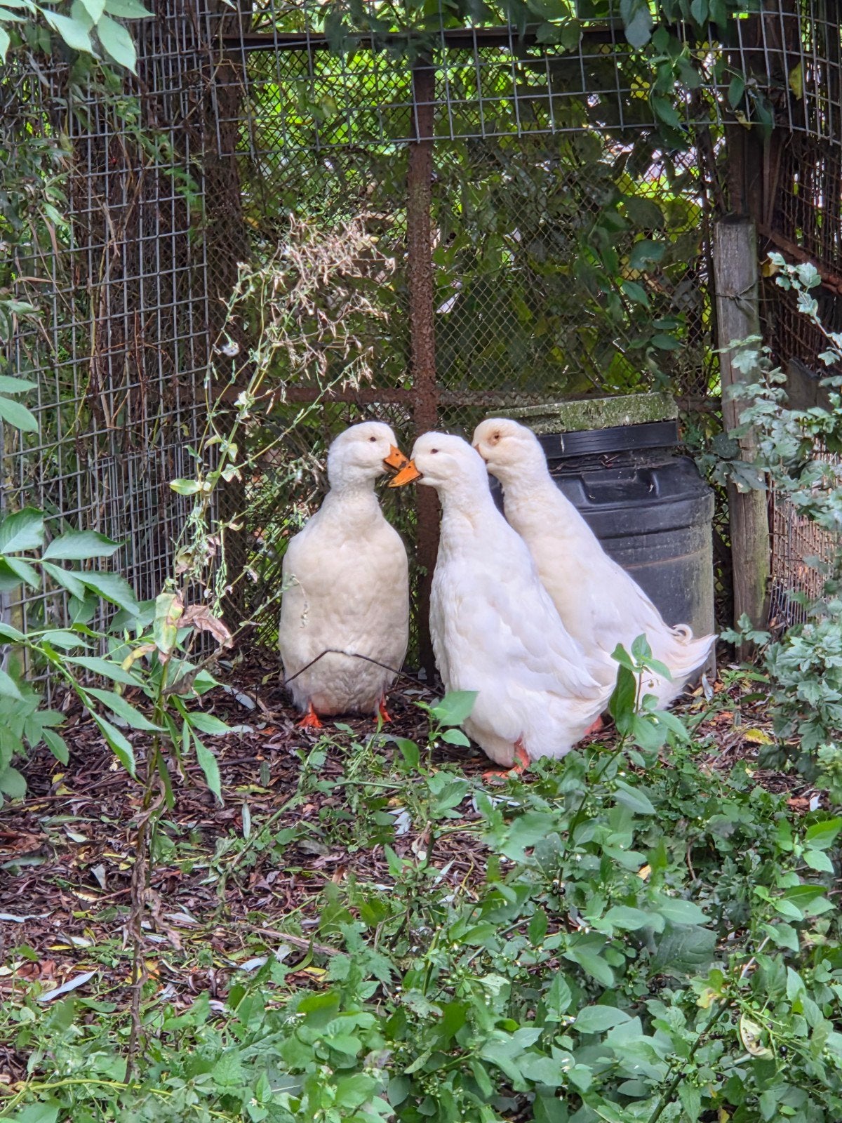3 Duitse pekingeenden, Dieren en Toebehoren, Meerdere dieren, Eend