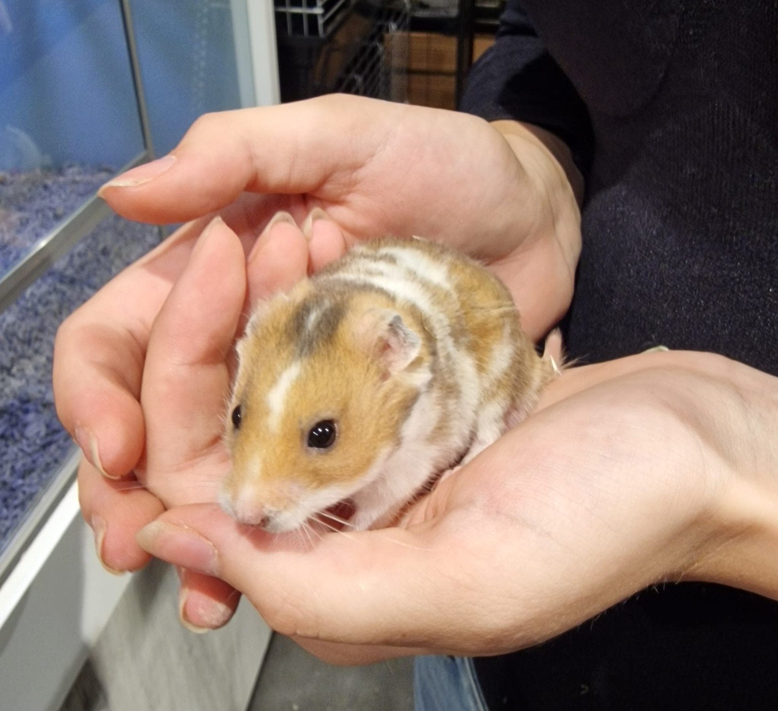 Foto 15 van Syrische hamsters super lief en super tam.
