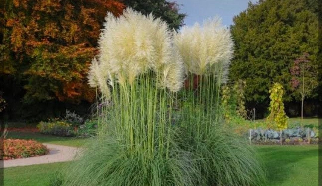 Pampasgras (Cortaderia selloana) - Grote pluimen, Volle zon, Vaste plant, Siergrassen, Ophalen of Verzenden