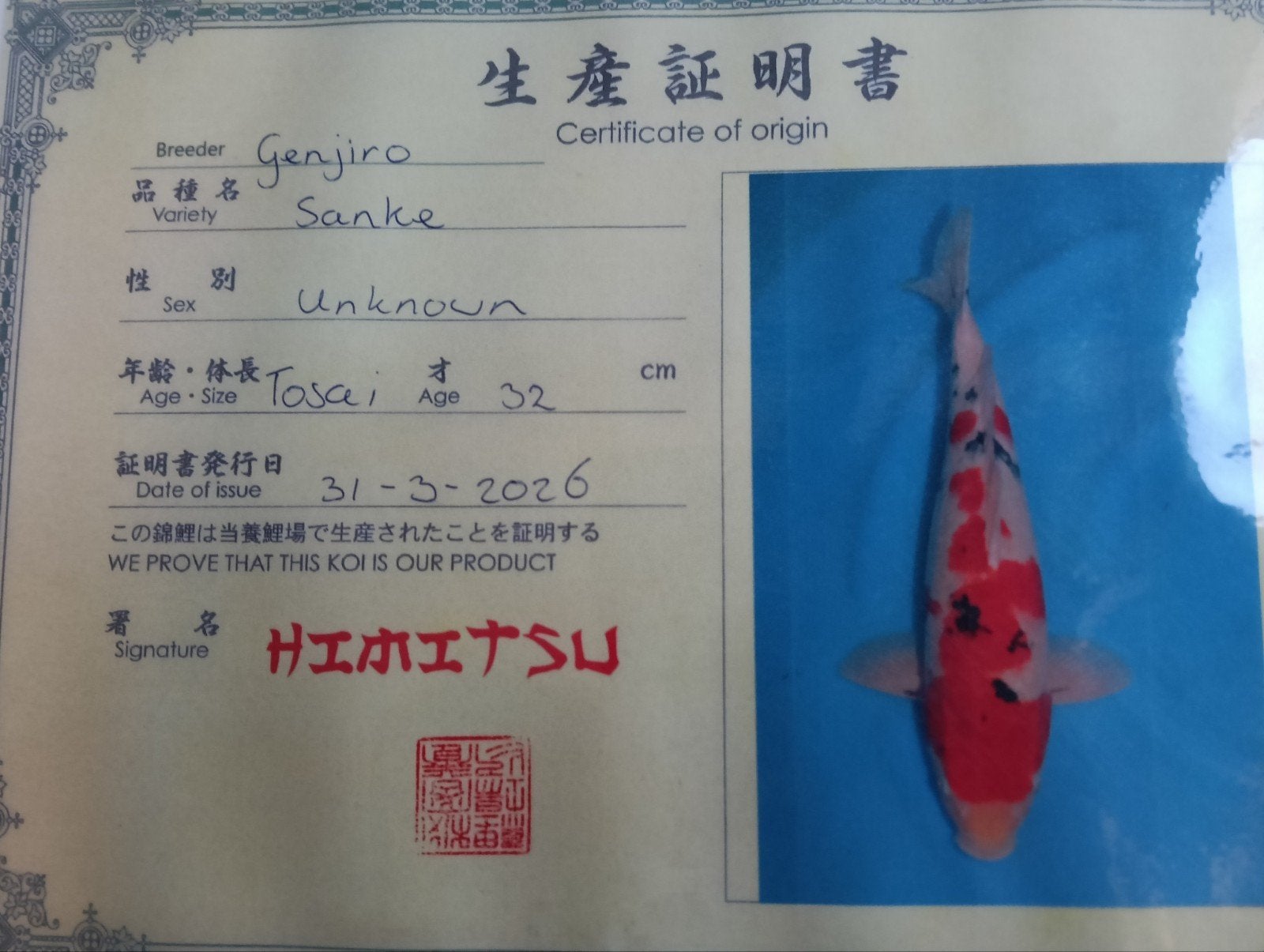 Japanse koi sanke, Karper of Koi