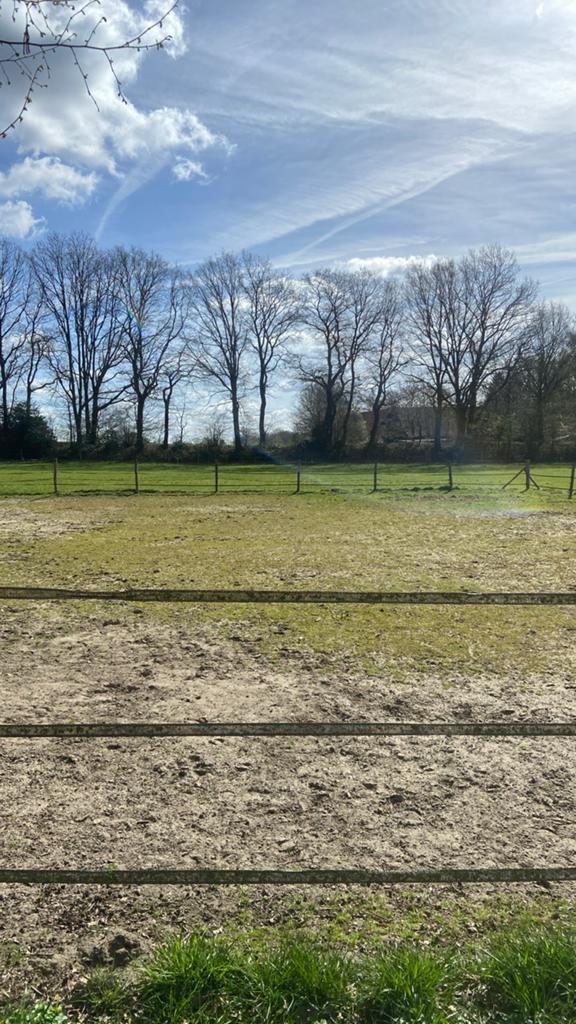 Mooie paardenstallen, volpension in Gildehaus, Dieren en Toebehoren, Weidegang