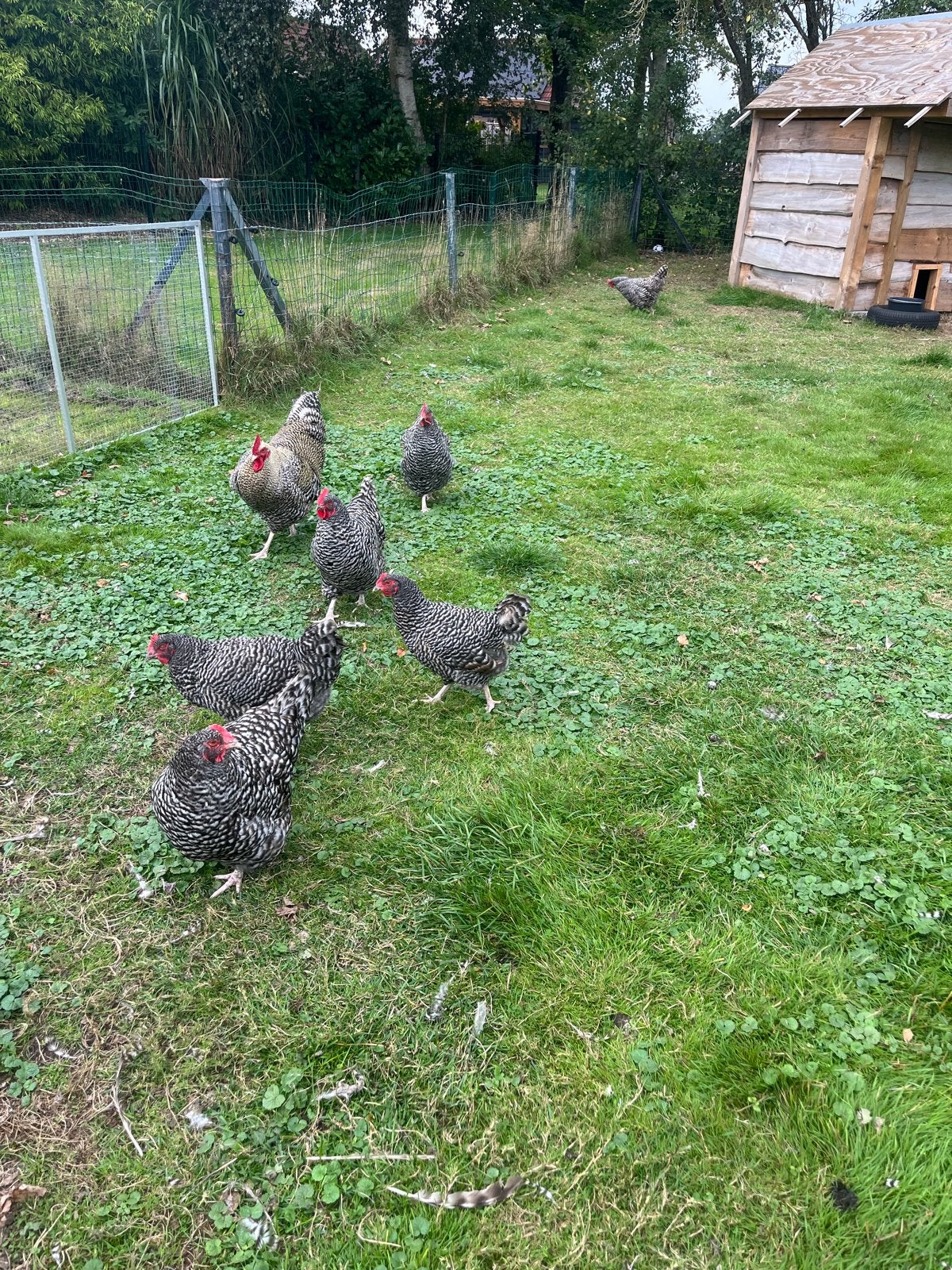 Noord-Hollandse blauwe kippen en een haan., Dieren en Toebehoren, Meerdere dieren, Kip