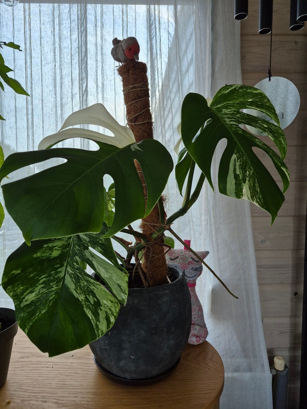 Monstera Albo Variegata... Groot blad, Kamerplant!, Ophalen, Halfschaduw, Minder dan 100 cm